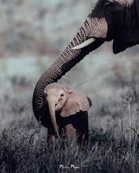 ❤🐘Hewan favoritku🐘❤ – Blog Arpi Khalatyan